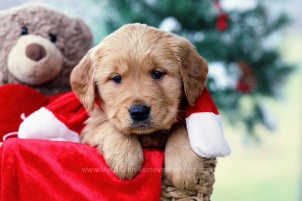 Image of Joy, a Golden Retriever puppy