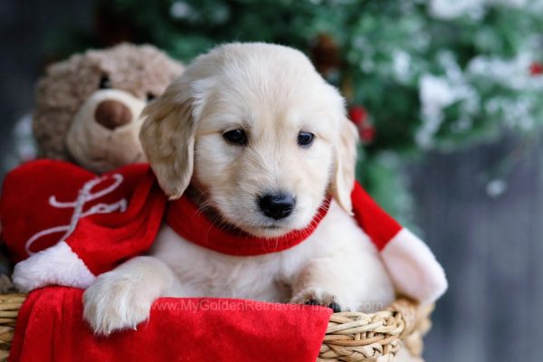 Image of Justin, a Golden Retriever puppy