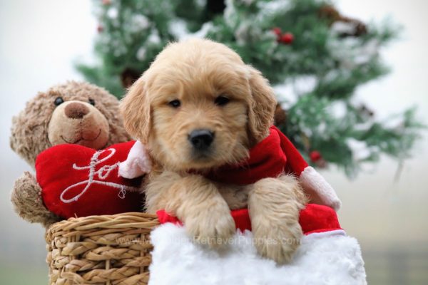 Image of Kap, a Golden Retriever puppy