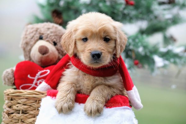 Image of Kayden, a Golden Retriever puppy