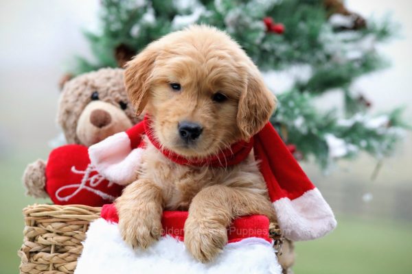 Image of Kylie, a Golden Retriever puppy