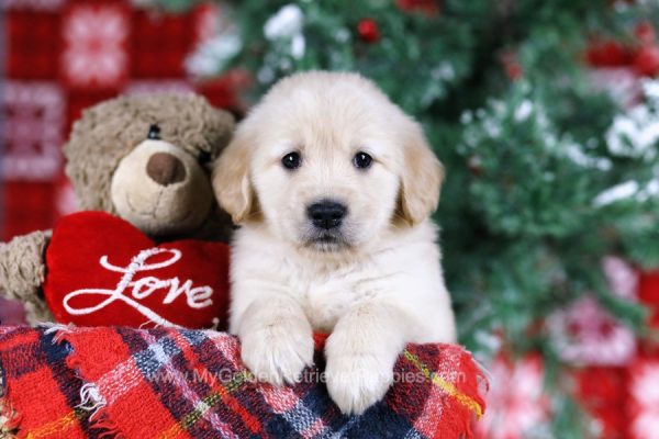 Image of Lila, a Golden Retriever puppy