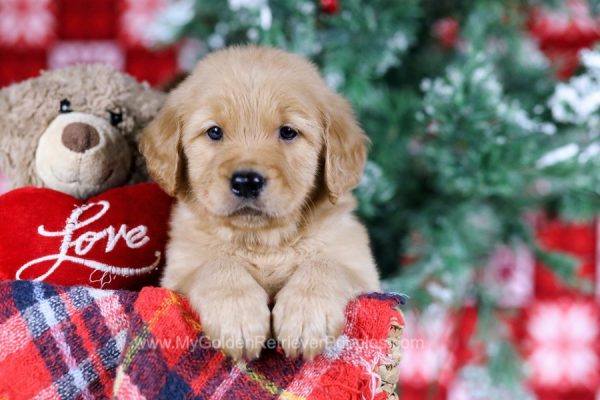 Image of Lucky, a Golden Retriever puppy