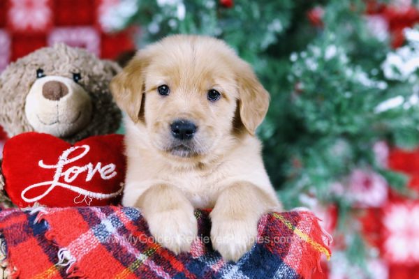 Image of Lucy, a Golden Retriever puppy