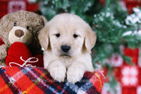 Image of Luna, a Golden Retriever puppy