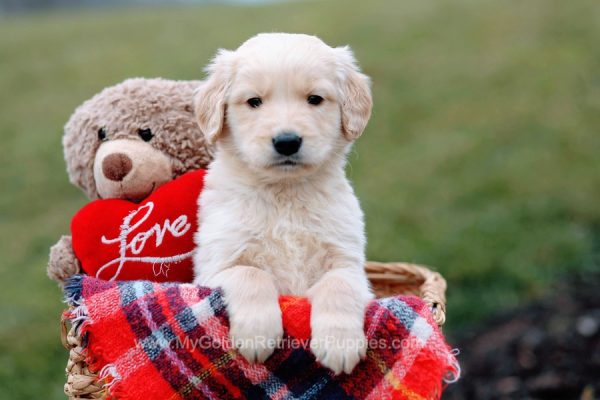 Image of Mack, a Golden Retriever puppy