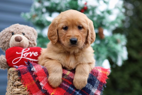 Image of Maddie, a Golden Retriever puppy