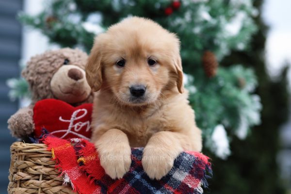 Image of Mandy, a Golden Retriever puppy