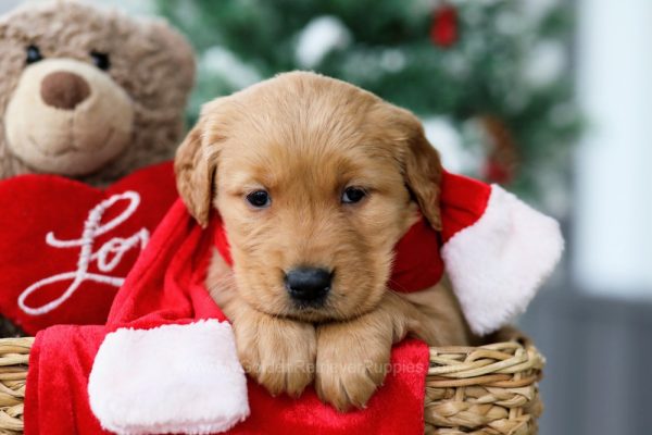 Image of Mary, a Golden Retriever puppy