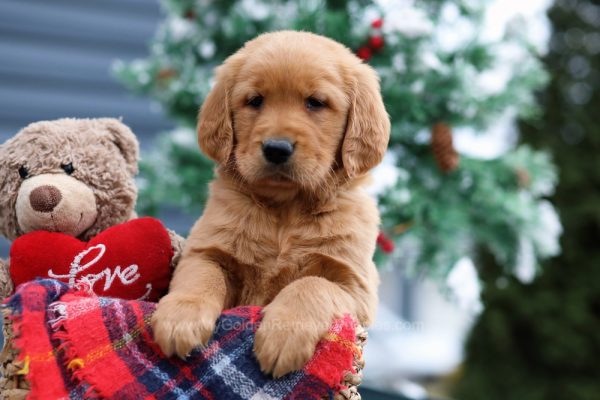 Image of Maverick, a Golden Retriever puppy