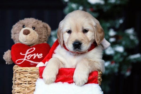 Image of Noel, a Golden Retriever puppy