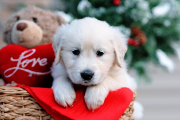 Image of Ramsey, a Golden Retriever puppy