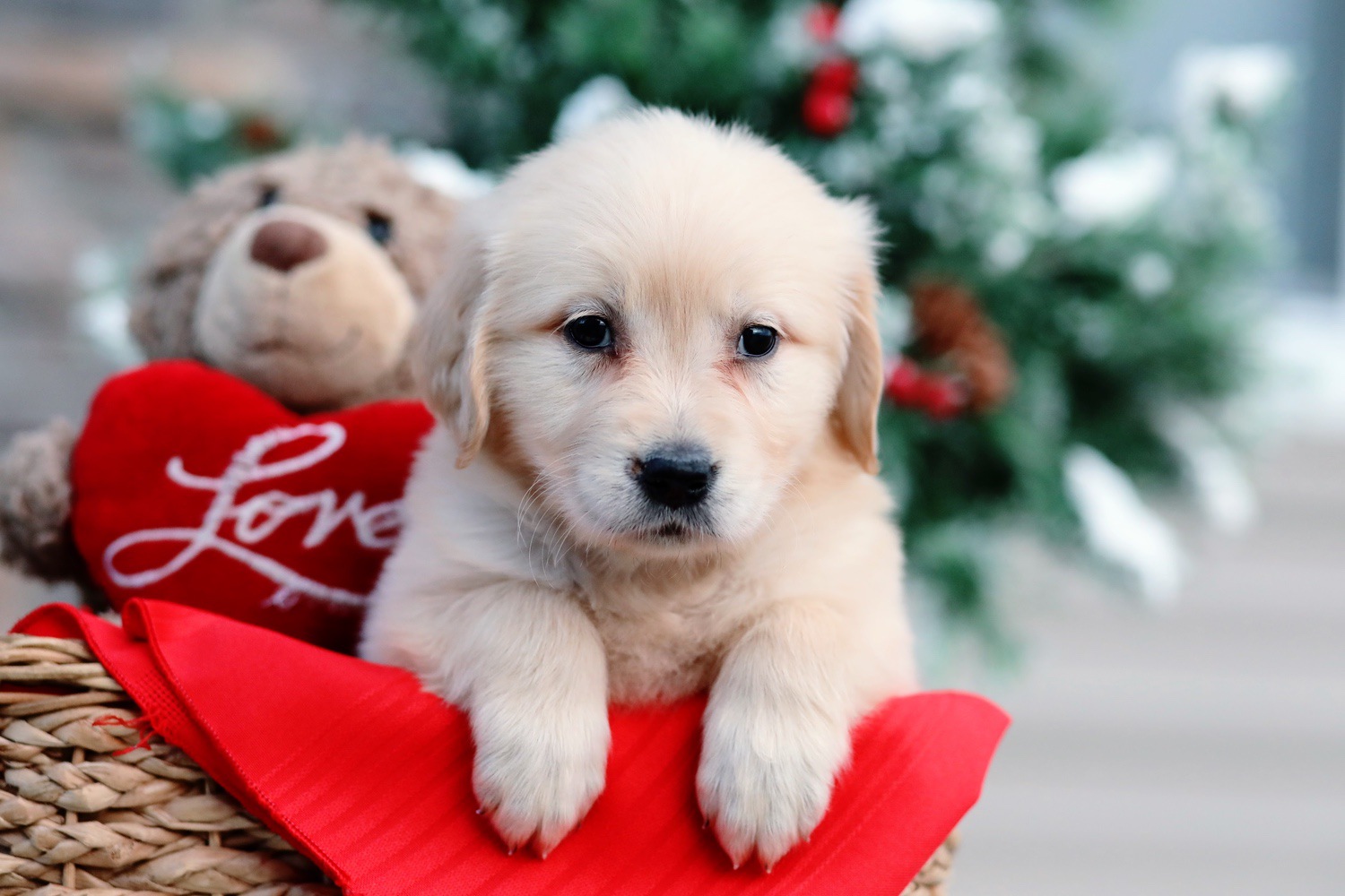 Ravyn - My Golden Retriever Puppies