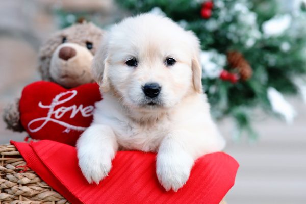 Image of Reagan, a Golden Retriever puppy