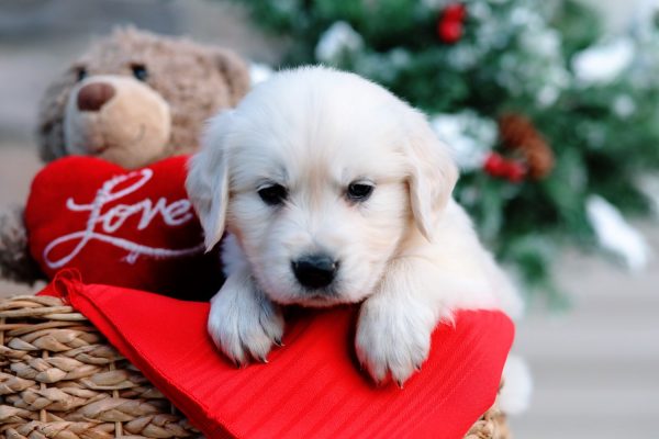 Image of River, a Golden Retriever puppy