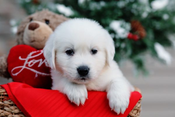 Image of Romeo, a Golden Retriever puppy