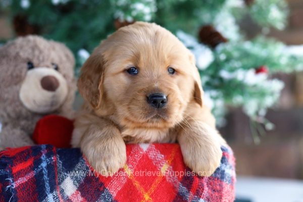 Image of Sam, a Golden Retriever puppy