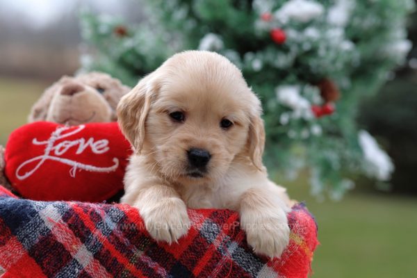 Image of Samantha, a Golden Retriever puppy