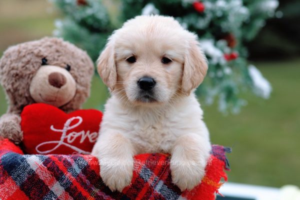 Image of Sandy, a Golden Retriever puppy