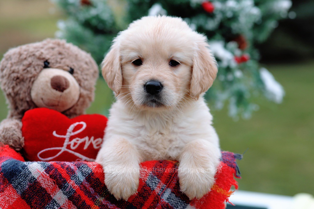 Sandy - My Golden Retriever Puppies