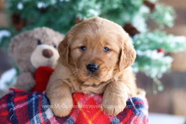 Image of Sandy, a Golden Retriever puppy