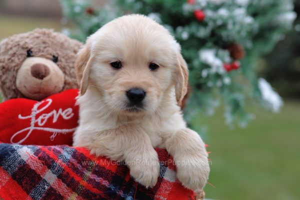 Image of Smokey, a Golden Retriever puppy