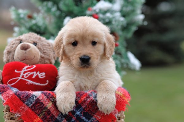 Image of Sydney, a Golden Retriever puppy