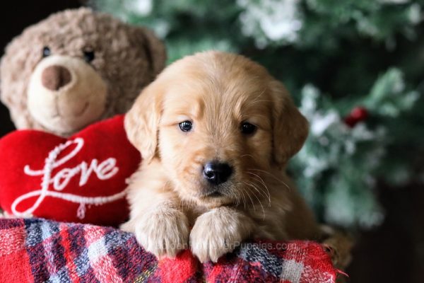 Image of Tucker, a Golden Retriever puppy