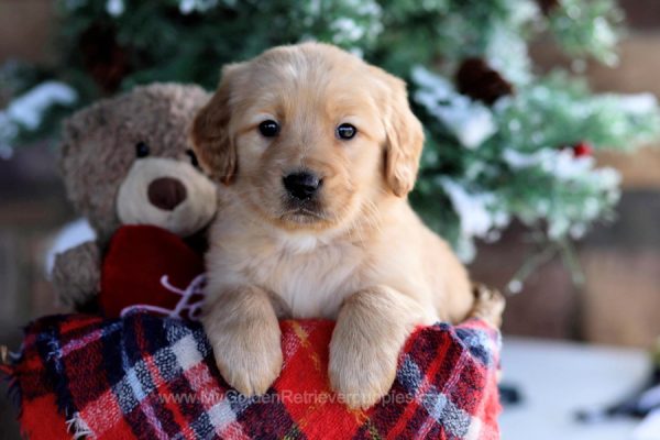 Image of Charlie, a Golden Retriever puppy