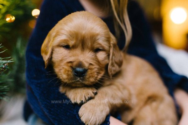 Image of Jane, a Golden Retriever puppy