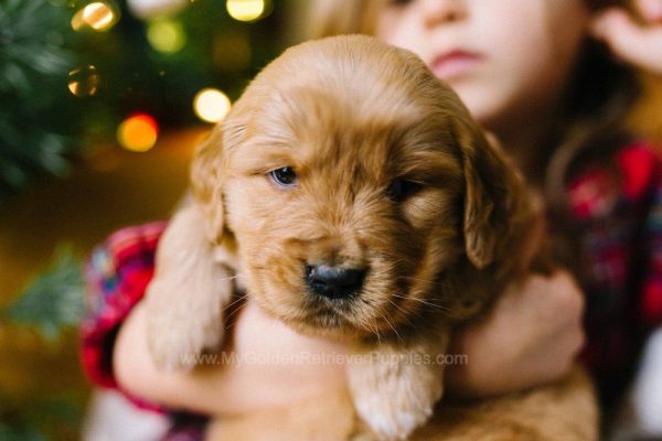 Image of Violet, a Golden Retriever puppy