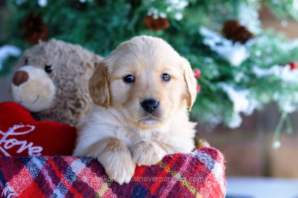 Image of Lexi, a Golden Retriever puppy