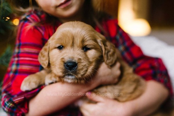 Image of Ace, a Golden Retriever puppy