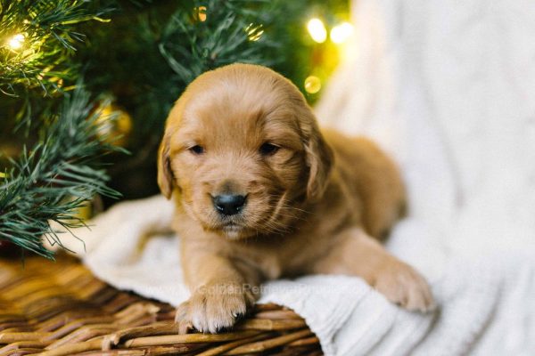 Image of Charles, a Golden Retriever puppy