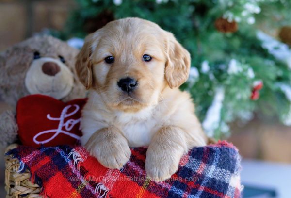 Image of Rudolph, a Golden Retriever puppy