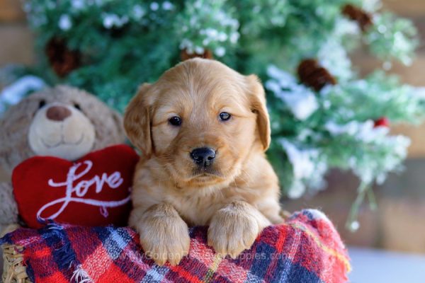 Image of Teddy, a Golden Retriever puppy