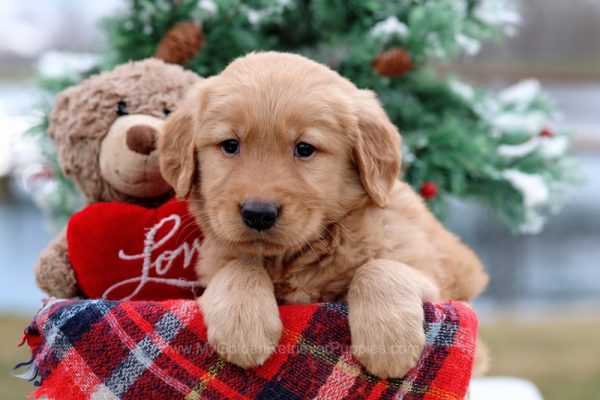 Image of Bruce, a Golden Retriever puppy