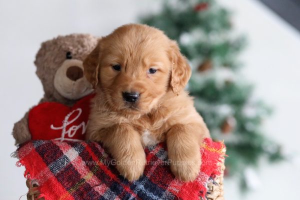 Image of Charlie, a Golden Retriever puppy