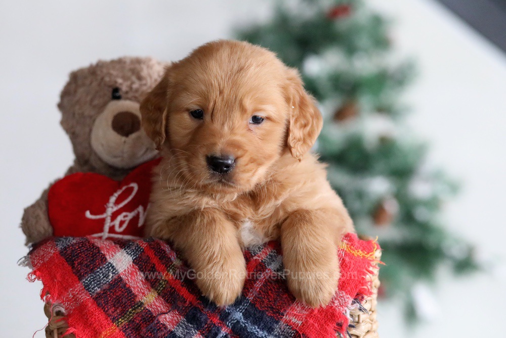 Charlie - My Golden Retriever Puppies