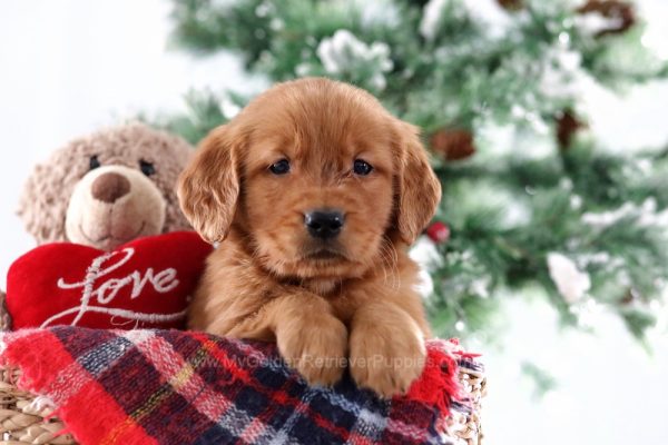 Image of Echo, a Golden Retriever puppy