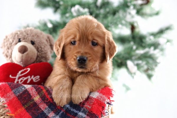 Image of Einstein, a Golden Retriever puppy