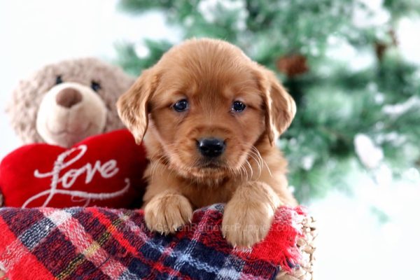 Image of Elise, a Golden Retriever puppy