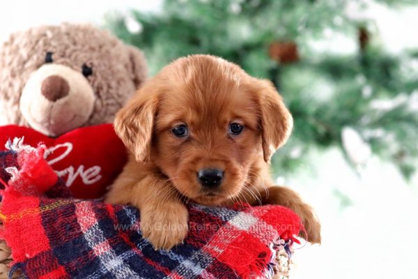 Image of Ellie, a Golden Retriever puppy