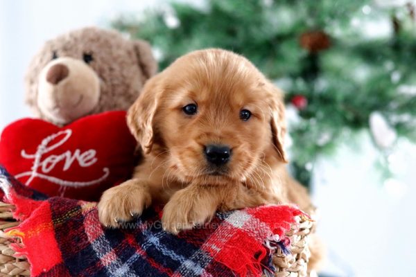 Image of Elmo, a Golden Retriever puppy