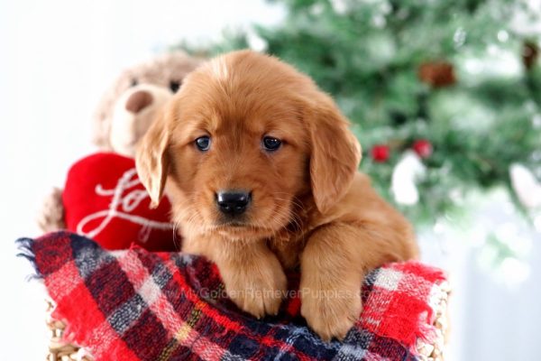 Image of Emily, a Golden Retriever puppy