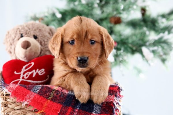 Image of Erica, a Golden Retriever puppy