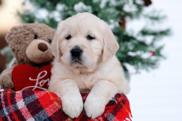 Image of Fluffy, a Golden Retriever puppy