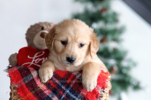 Image of Halley, a Golden Retriever puppy