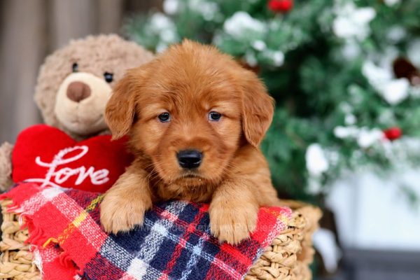 Image of Lulu, a Golden Retriever puppy