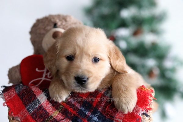 Image of Max, a Golden Retriever puppy